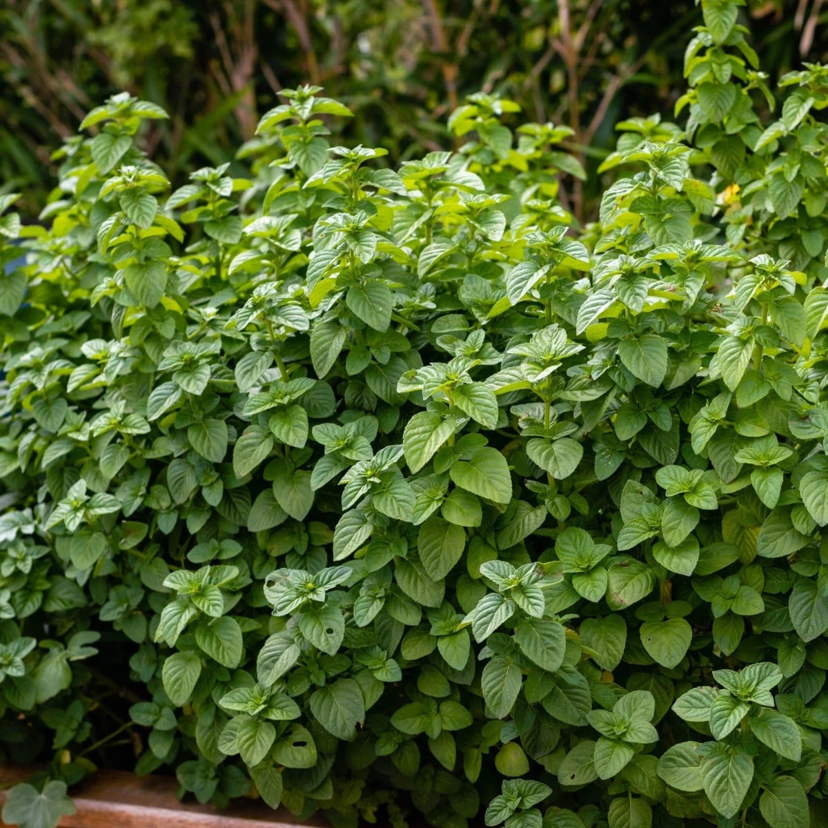 Mäta pieporná - Mentha - pestovanie