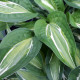 Funkia - Hosta Snake Eyes - hľuzy funkie - 1 ks