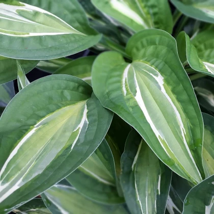 Funkia - Hosta Snake Eyes - hľuzy funkie - 1 ks