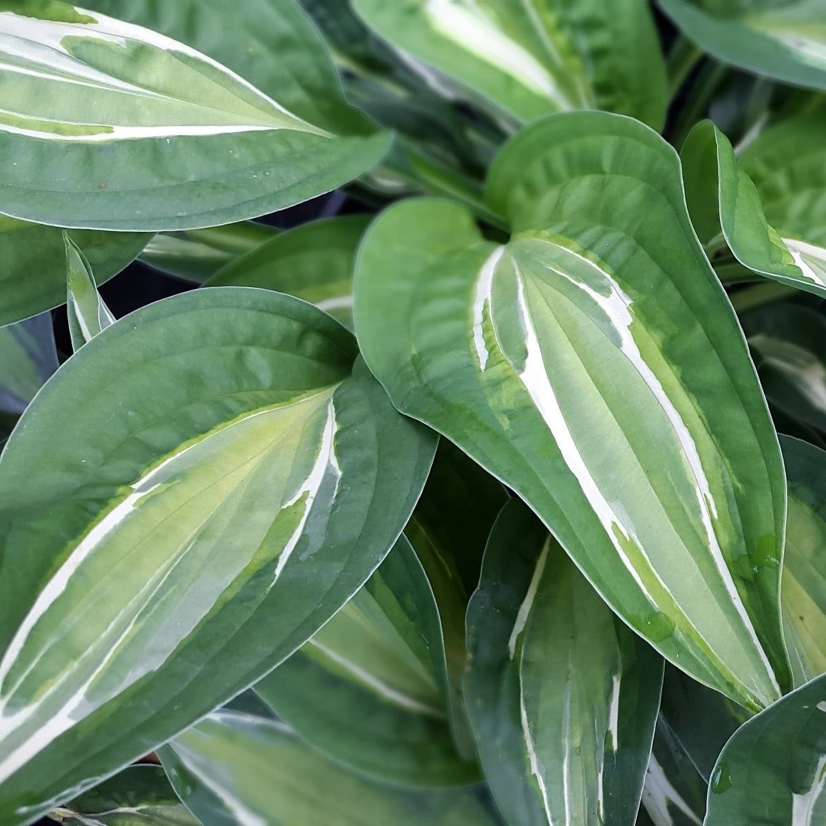 Funkia - Hosta Snake Eyes - hľuzy funkie - 1 ks