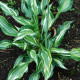 Funkia - Hosta Snake Eyes - hľuzy funkie - 1 ks