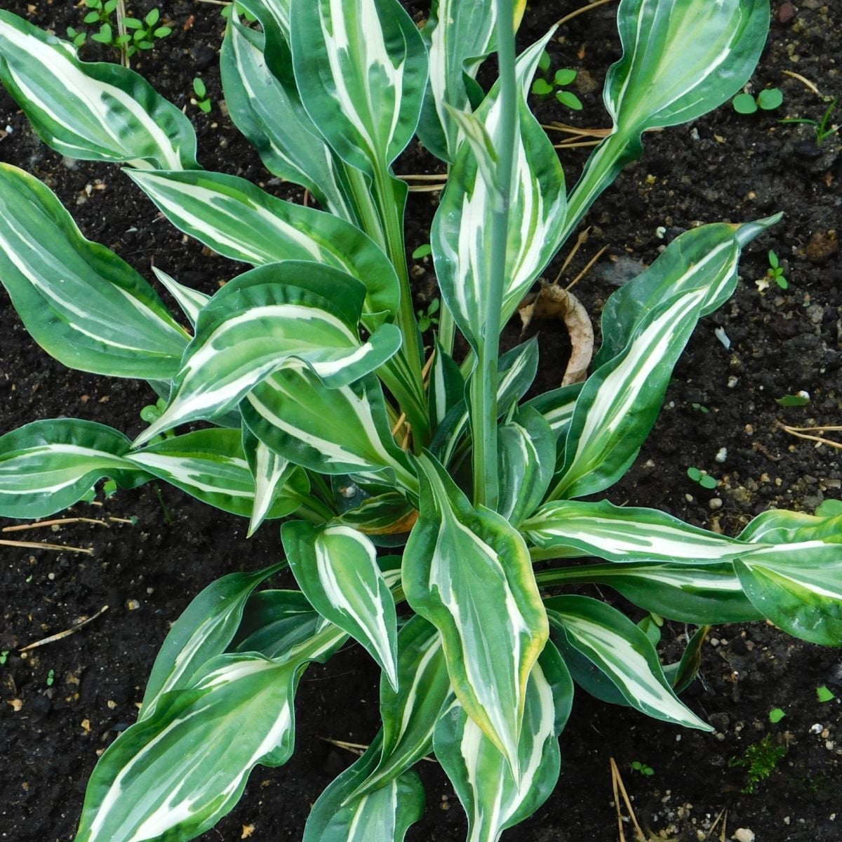 Funkia - Hosta Snake Eyes - hľuzy funkie - 1 ks