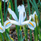 Kosatec sieťkovaný biely - Iris reticulata - cibuľky kosatca - 3 ks