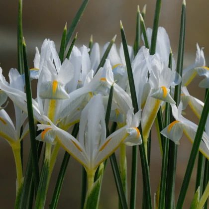 Kosatec sieťkovaný biely - Iris reticulata - cibuľky kosatca - 3 ks