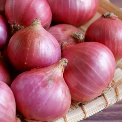 Cibuľa šalotka Camelot F1 - Allium cepa - semená cibule- 50 ks