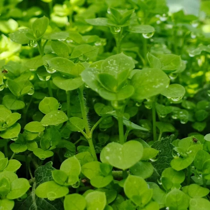 Mäta pieporná Mini Mint - Mentha piperita - semená mäty - 20 ks