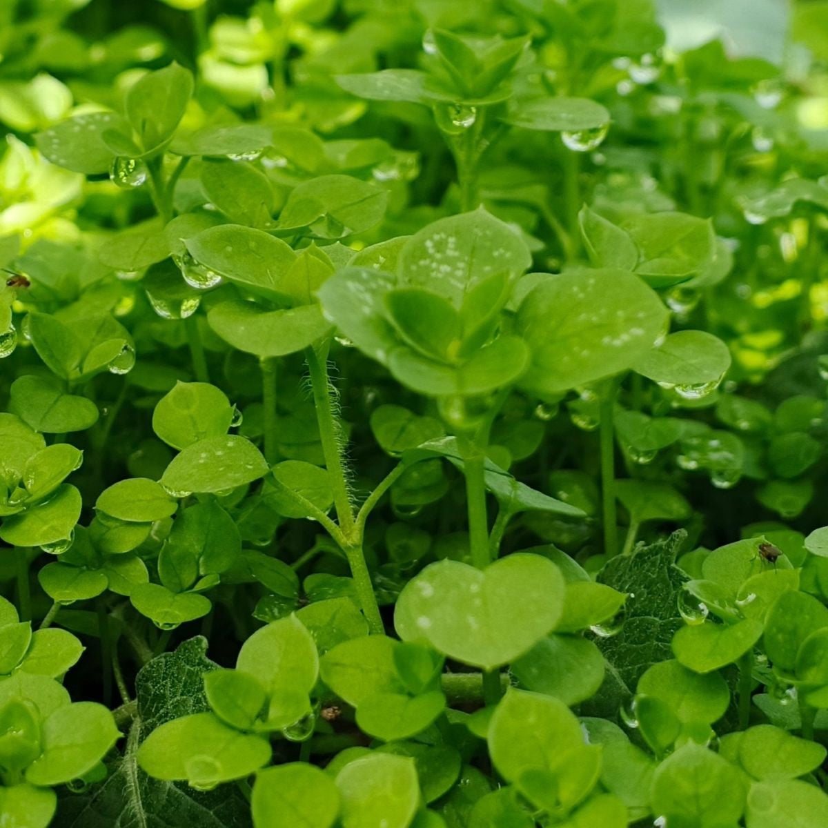 Mäta pieporná Mini Mint - Mentha piperita - semená mäty - 20 ks