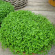 Mäta pieporná Mini Mint - Mentha piperita - semená mäty - 20 ks