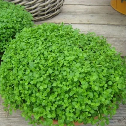 Mäta pieporná Mini Mint - Mentha piperita - semená mäty - 20 ks