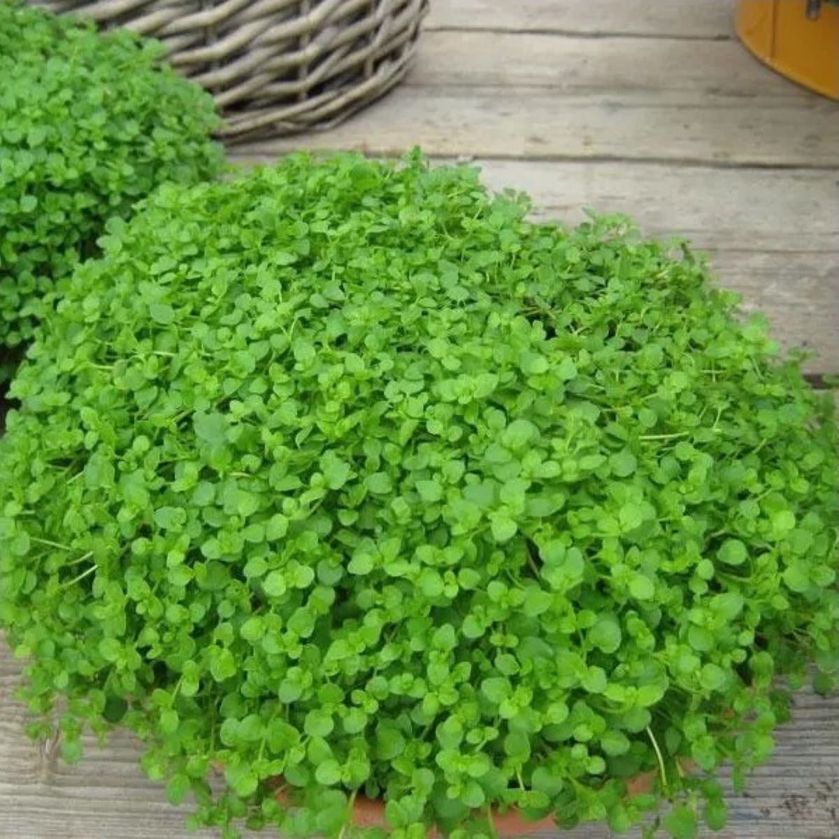 Mäta pieporná Mini Mint - Mentha piperita - semená mäty - 20 ks