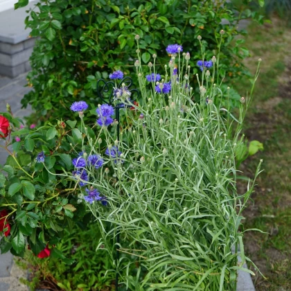 Nevädza modrá - Centaurea cyanus - semená nevädze - 30 ks