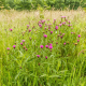 Nevädza hlaváčovitá - Centaurea scabiosa - semená nevädze - 50 ks