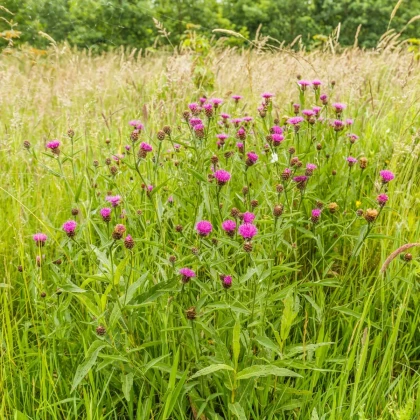 Nevädza hlaváčovitá - Centaurea scabiosa - semená nevädze - 50 ks
