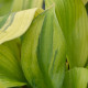 Funkia - Hosta Captains Adventure - hľuzy funkie - 1 ks