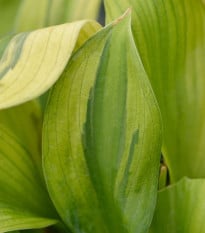 Funkia - Hosta Captains Adventure - hľuzy funkie - 1 ks