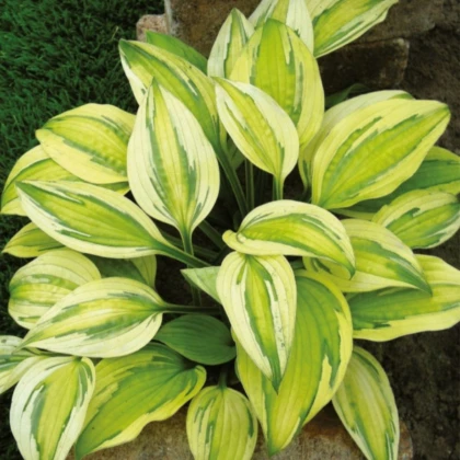 Funkia - Hosta Captains Adventure - hľuzy funkie - 1 ks