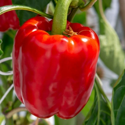 Paprika Beluga Red F1 - Capsicum annuum - semená papriky - 5 ks