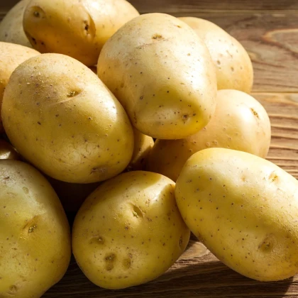 Sadbové zemiaky Princess - Solanum tuberosum - 5 kg