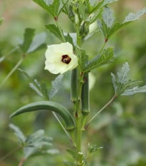 Ibištek jedlý - Okra - Abelmoschus esculentus - semená ibišteka - 8 ks