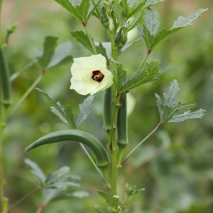 Ibištek jedlý - Okra - Abelmoschus esculentus - semená ibišteka - 8 ks