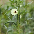 Ibištek jedlý - Okra - Abelmoschus esculentus - semená ibišteka - 8 ks