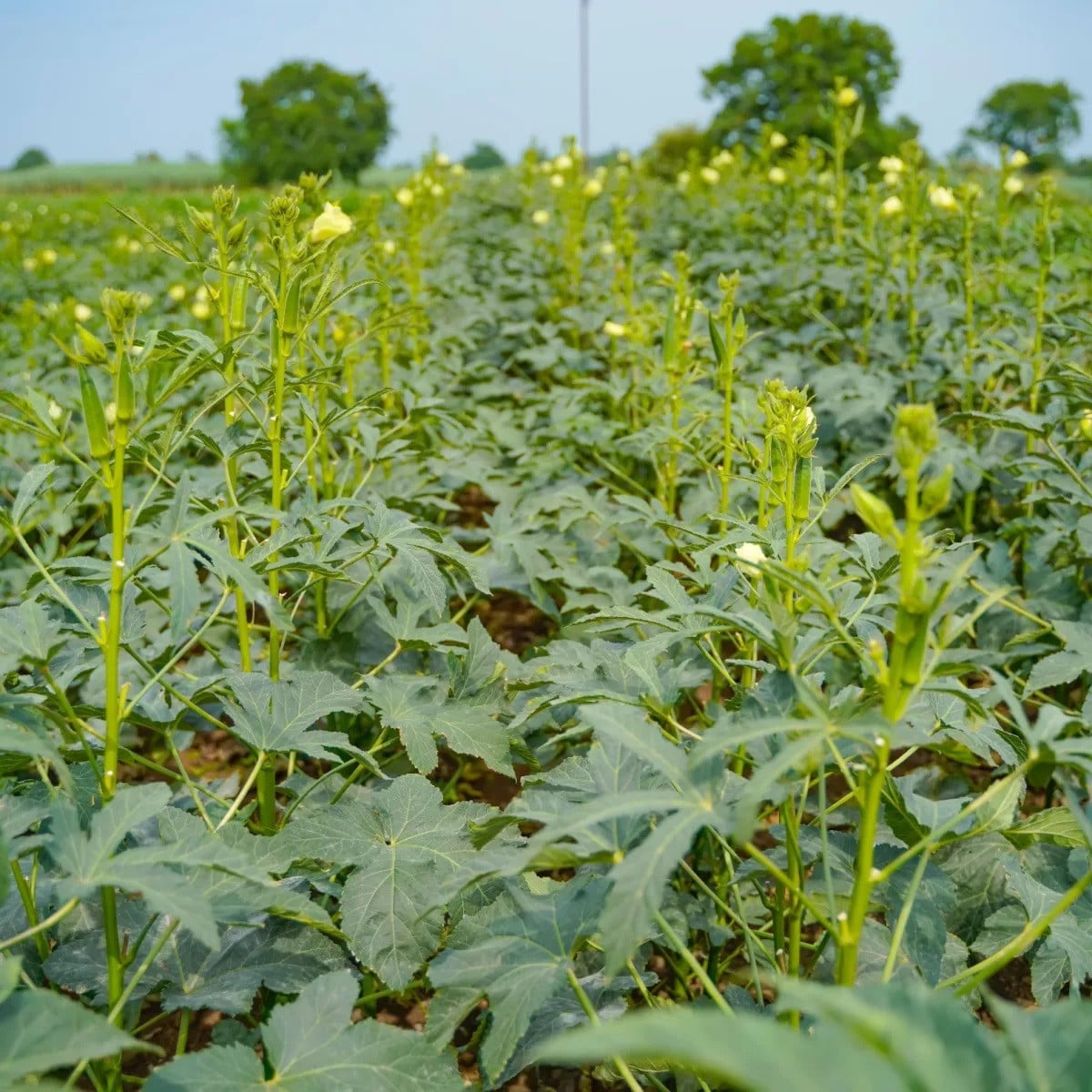 Ibištek jedlý - Okra - Abelmoschus esculentus - semená ibišteka - 8 ks