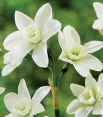 Narcis Polar Hunter - Narcissus - cibuľa narcisu - 3 ks