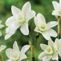 Narcis Polar Hunter - Narcissus - cibuľa narcisu - 3 ks