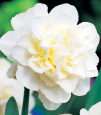 Narcis Obdam - Narcissus - cibuľa narcisu - 3 ks