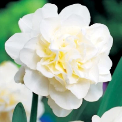 Narcis Obdam - Narcissus - cibuľa narcisu - 3 ks