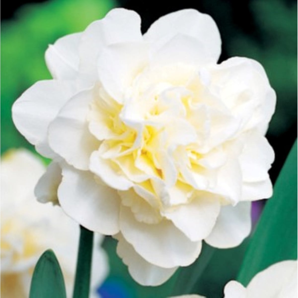 Narcis Obdam - Narcissus - cibuľa narcisu - 3 ks