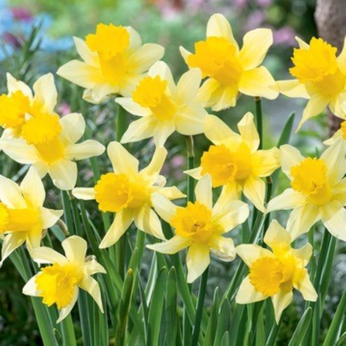 Narcis Lobularis - Narcissus - cibuľa narcisu - 3 ks
