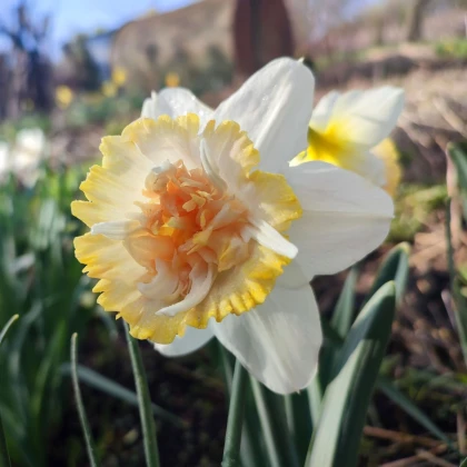 Narcis Petit Four - Narcissus - cibuľa narcisu - 3 ks