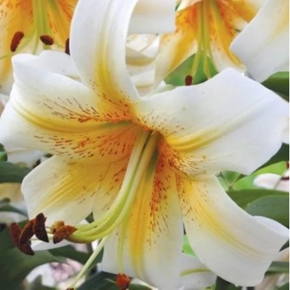 Ľalia Mister Cas - Lilium - cibuľa ľalia - 1 ks