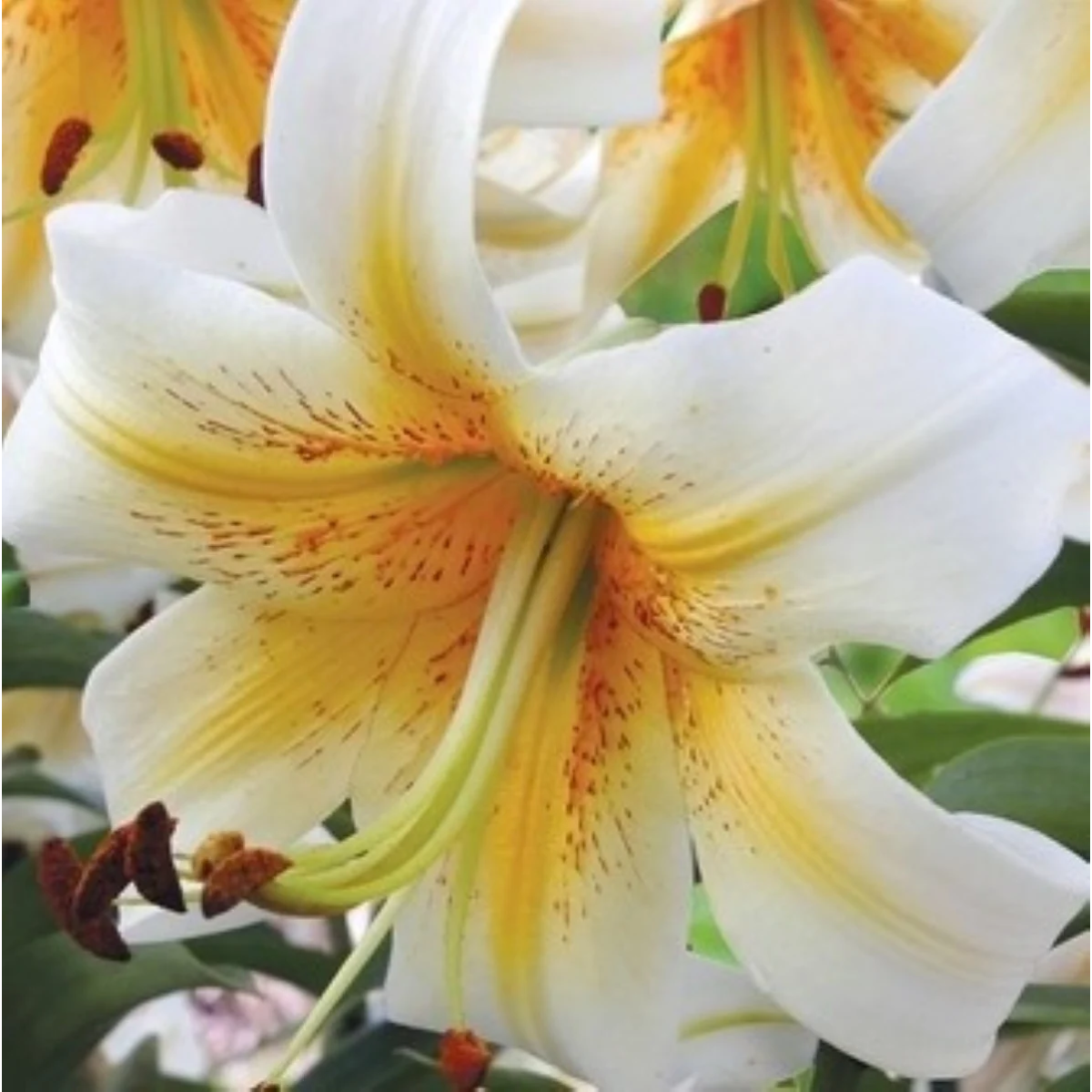 Ľalia Mister Cas - Lilium - cibuľa ľalia - 1 ks