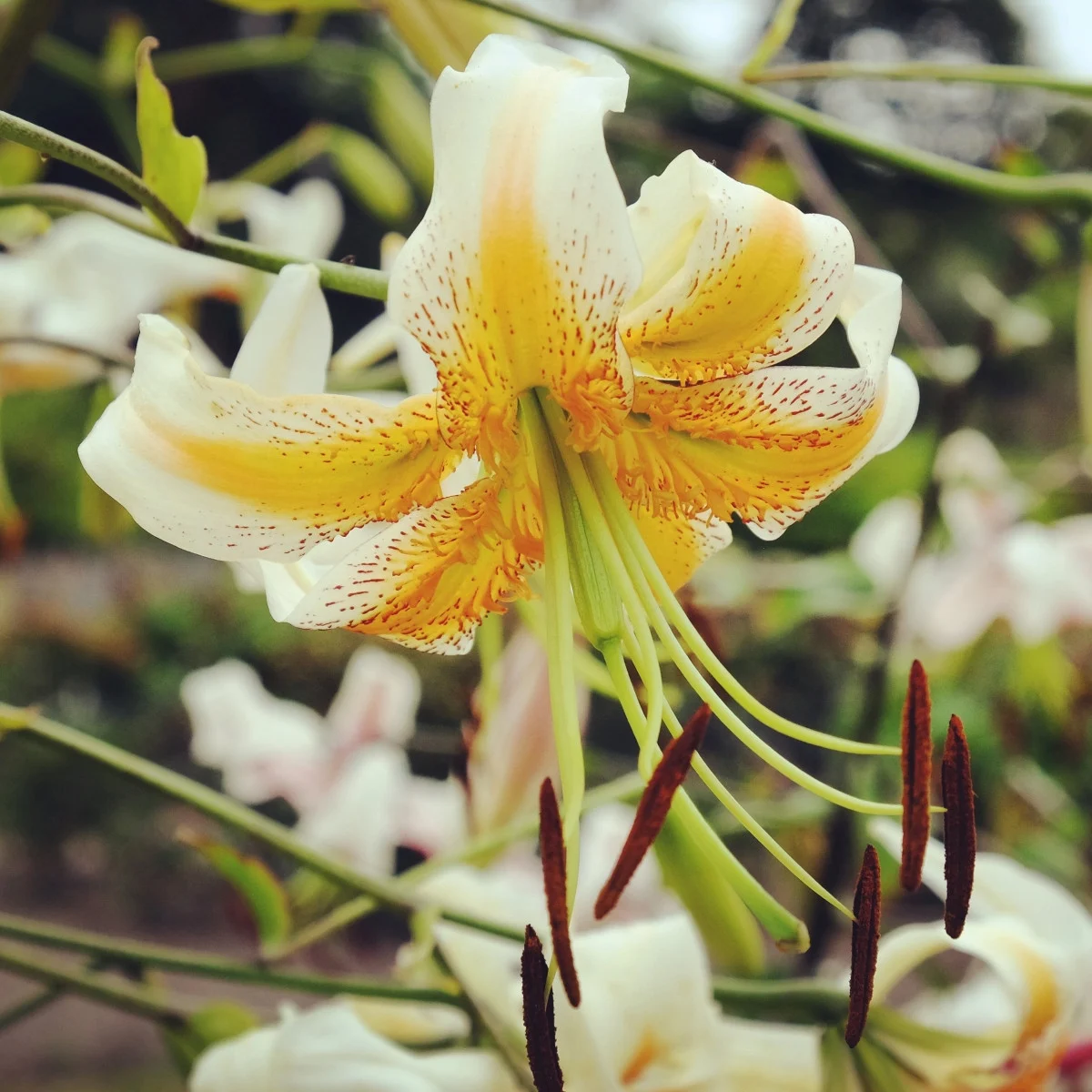 Ľalia Lady Alice - Lilium - cibuľa ľalia - 1 ks