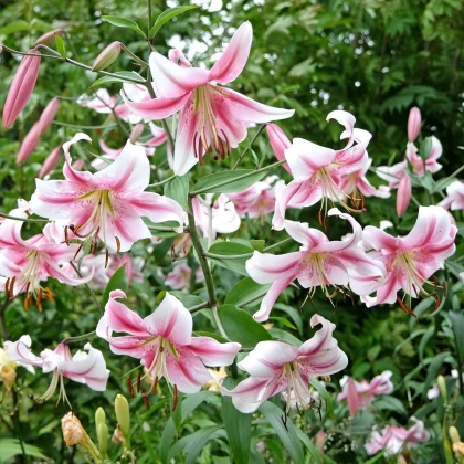 Ľalia Anastasia - Lilium - cibuľa ľalia - 1 ks