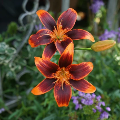 Ľalia Forever Susan - Lilium - cibuľa ľalia - 1 ks