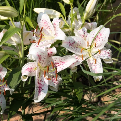 Ľalia Muscadet - Lilium - cibuľa ľalia - 1 ks