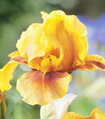 Kosatec nemecký Golden Muffin - Iris germanica - hľuzy kosatca - 1 ks