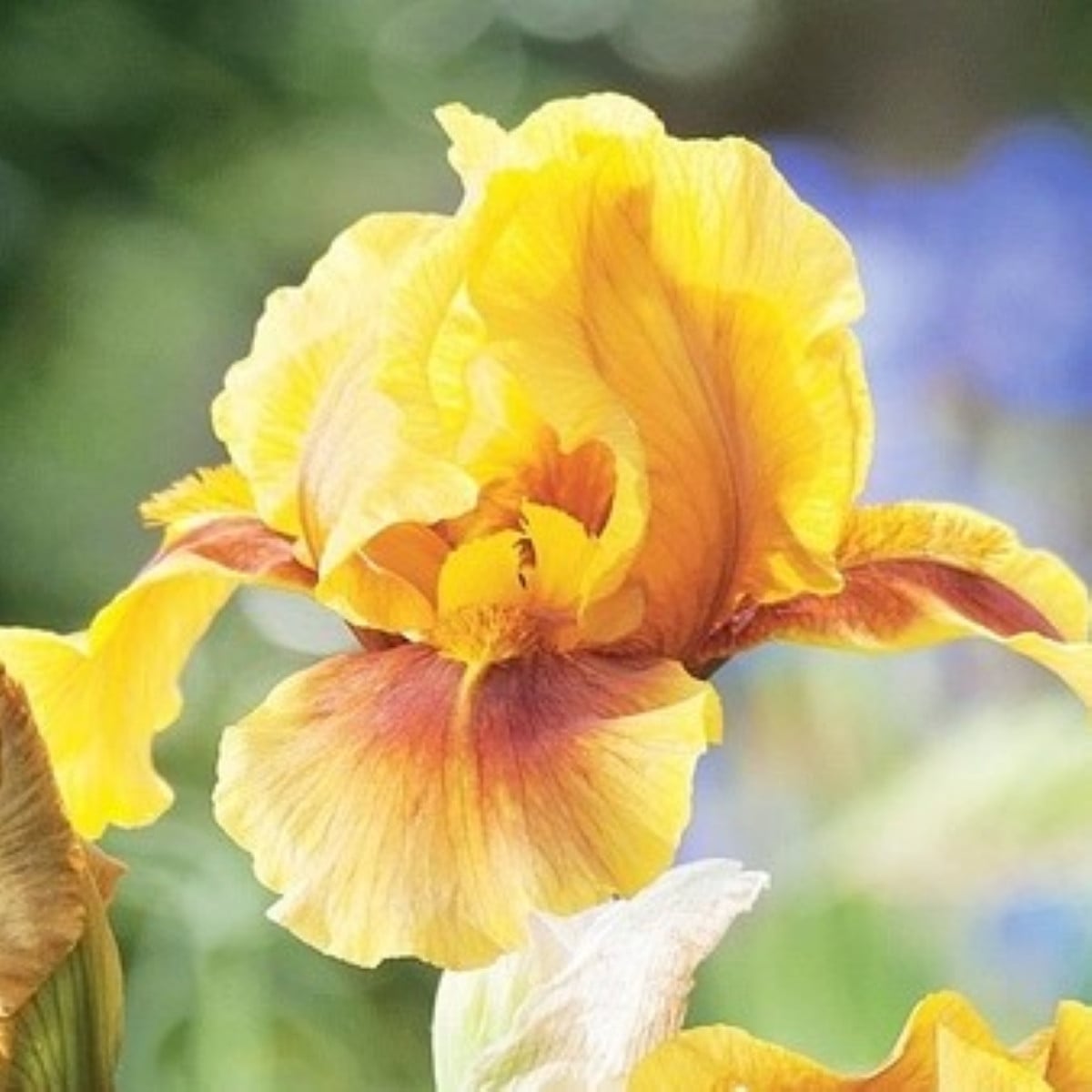 Kosatec nemecký Golden Muffin - Iris germanica - hľuzy kosatca - 1 ks