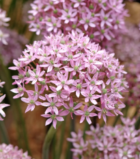Cesnak Pink Jewel - Allium - cibuľa okrasného cesnaku - 3 ks