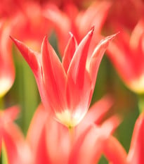 Tulipán Aladdin - Tulipa - cibuľoviny - 3 ks