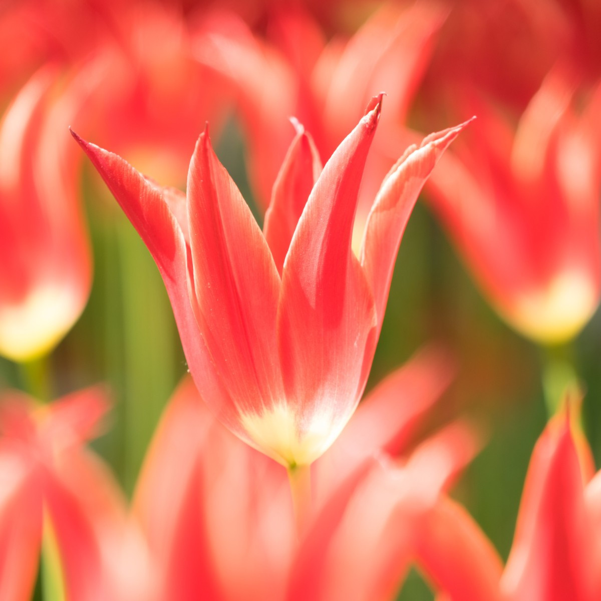 Tulipán Aladdin - Tulipa - cibuľoviny - 3 ks