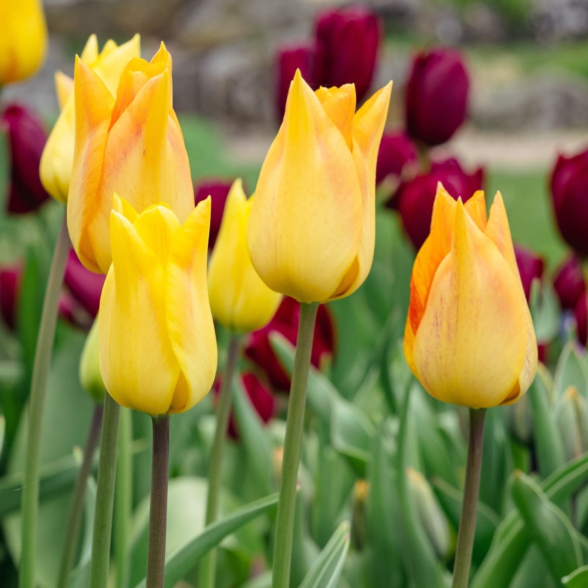 Tulipán Moonblush - Tulipa - cibuľoviny - 3 ks