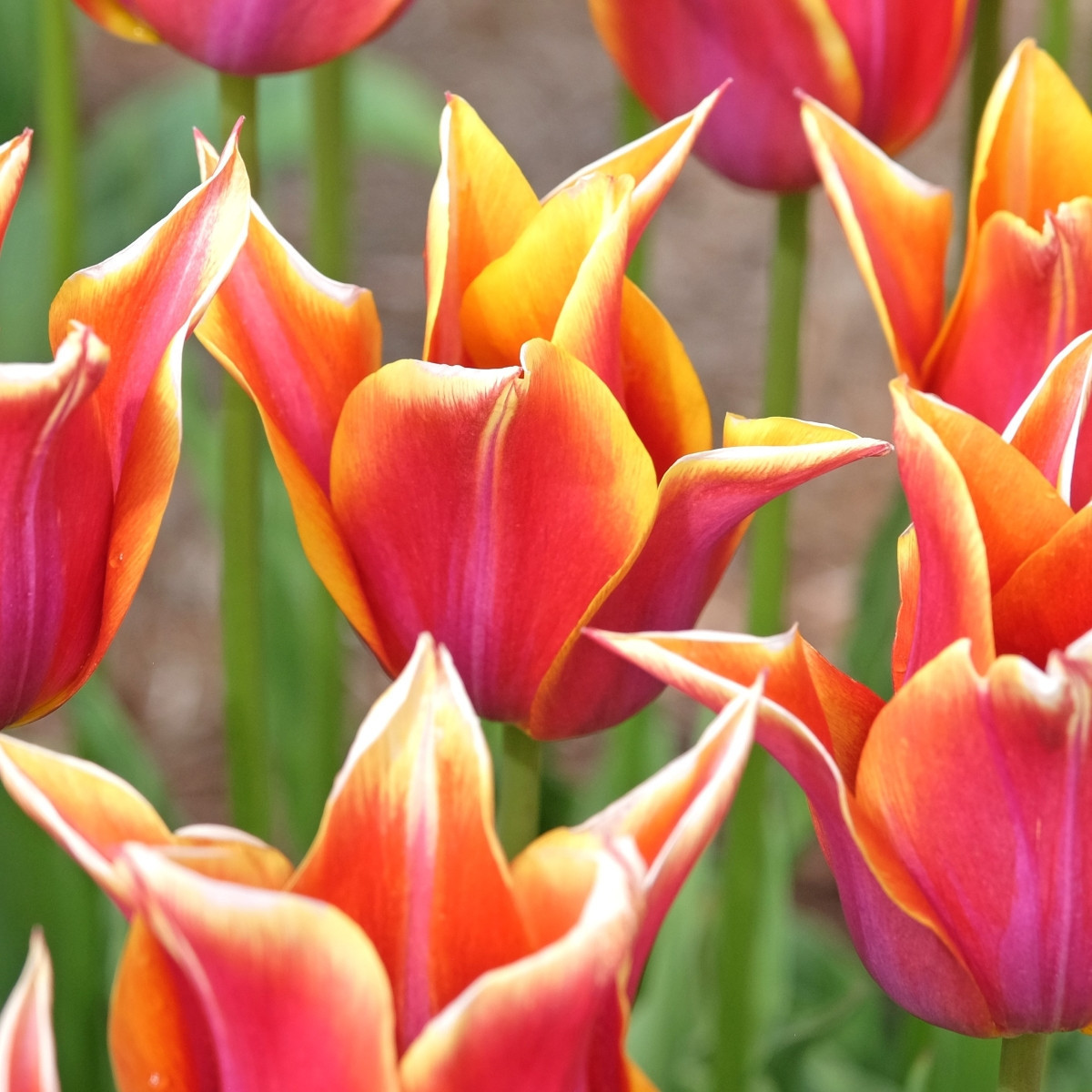 Tulipán Sonnet - Tulipa - cibuľoviny - 3 ks