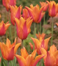Tulipán Ballerina - Tulipa - cibuľoviny - 3 ks