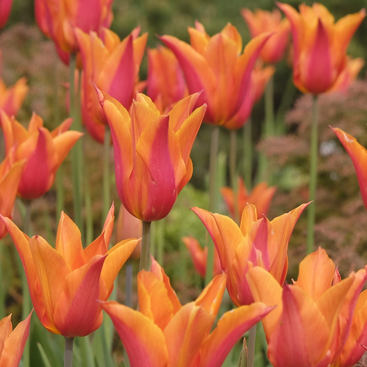 Tulipán Ballerina - Tulipa - cibuľoviny - 3 ks