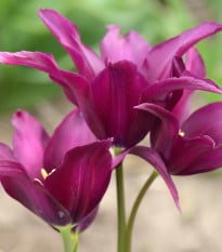 Tulipán Burgundy - Tulipa - cibuľoviny - 3 ks
