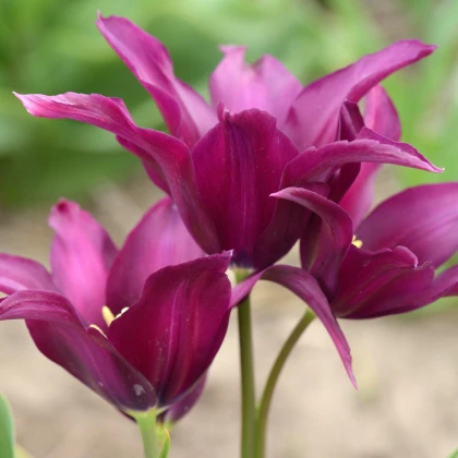 Tulipán Burgundy - Tulipa - cibuľoviny - 3 ks